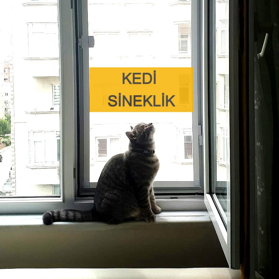 Kedi Sinekliği